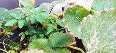 Fragaria mexicana