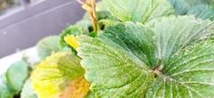 Fragaria mexicana