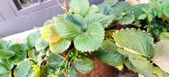 Fragaria mexicana