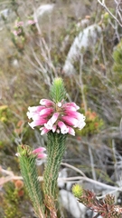 Erica viscaria