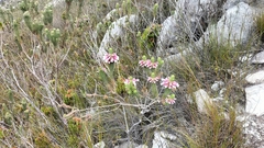 Erica viscaria