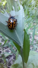 Calligrapha polyspila