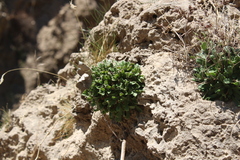 Rosularia sempervivum