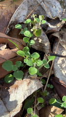 Veronica hederifolia
