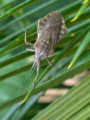 Coreidae
