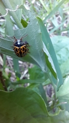 Calligrapha polyspila