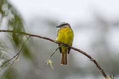 Myiodynastes hemichrysus