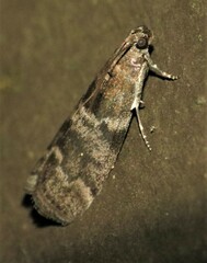 Actrix nyssaecolella