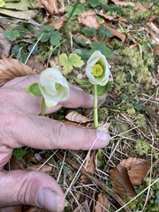 Helleborus niger