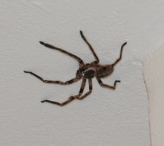 Polybetes pythagoricus