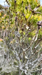 Caerostris sexcuspidata