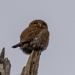 Glaucidium gnoma