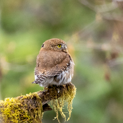 Glaucidium gnoma