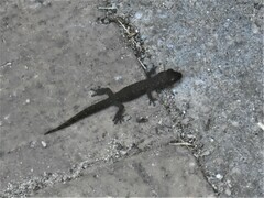 Afrogecko porphyreus