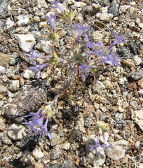 Eriastrum eremicum eremicum