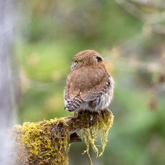 Glaucidium gnoma