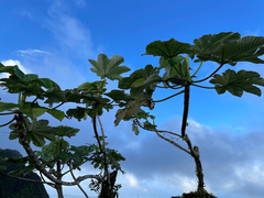 Cecropia schreberiana