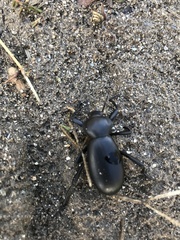 Eleodes grandicollis