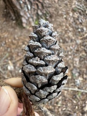 Pinus virginiana