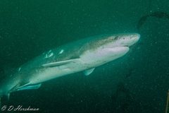 Notorynchus cepedianus