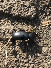 Eleodes grandicollis