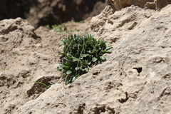 Rosularia sempervivum