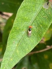Microchrysa