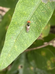 Microchrysa