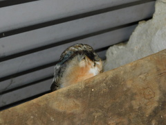 Hirundo rustica rustica