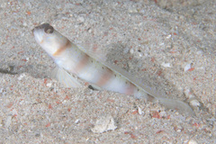 Amblyeleotris arcupinna