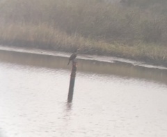 Nannopterum brasilianum