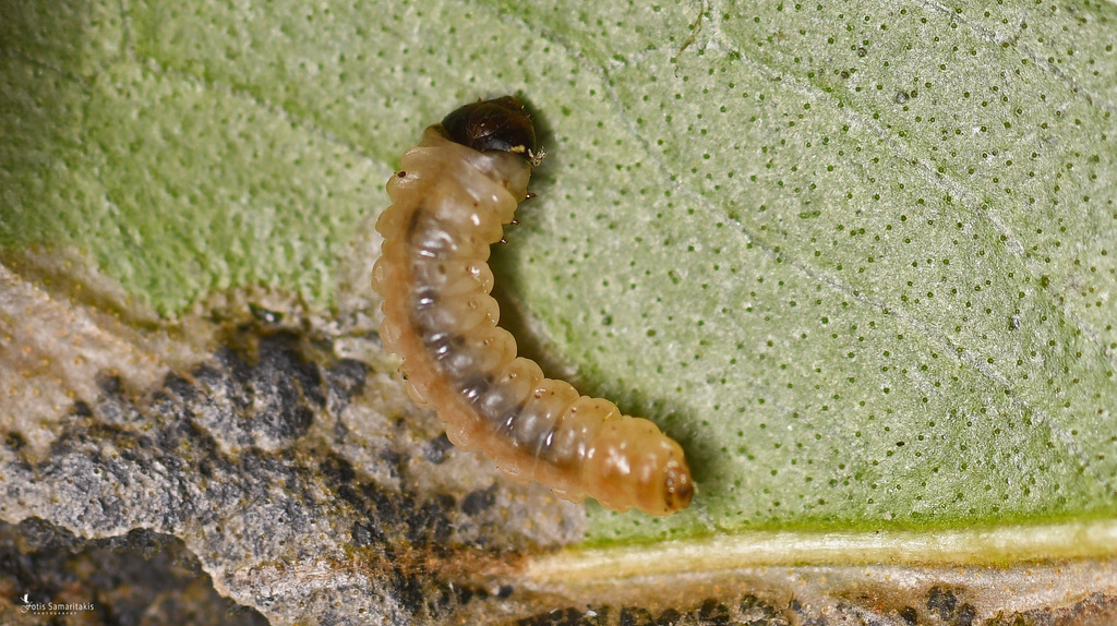 Silliana