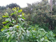 Acacia pycnantha