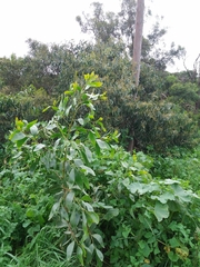 Acacia pycnantha