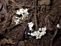 Cordyceps sinclairii