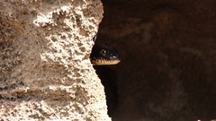 Dolichophis jugularis