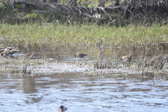Gallinago magellanica