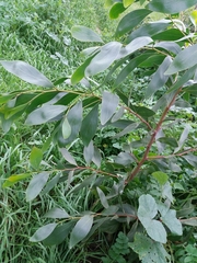 Acacia pycnantha