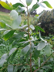 Acacia pycnantha