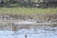 Gallinago magellanica