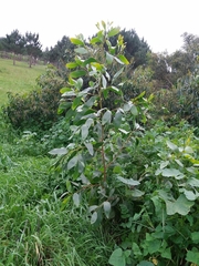 Acacia pycnantha