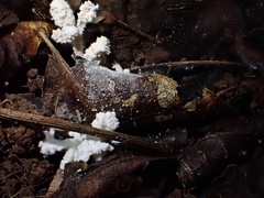 Cordyceps sinclairii