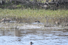 Gallinago magellanica