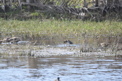 Gallinago magellanica
