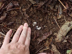 Cordyceps sinclairii