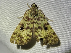 Glenopteris hampsoni
