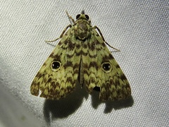 Glenopteris hampsoni