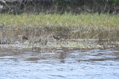 Gallinago magellanica