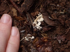 Cordyceps sinclairii