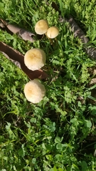 Candolleomyces candolleanus